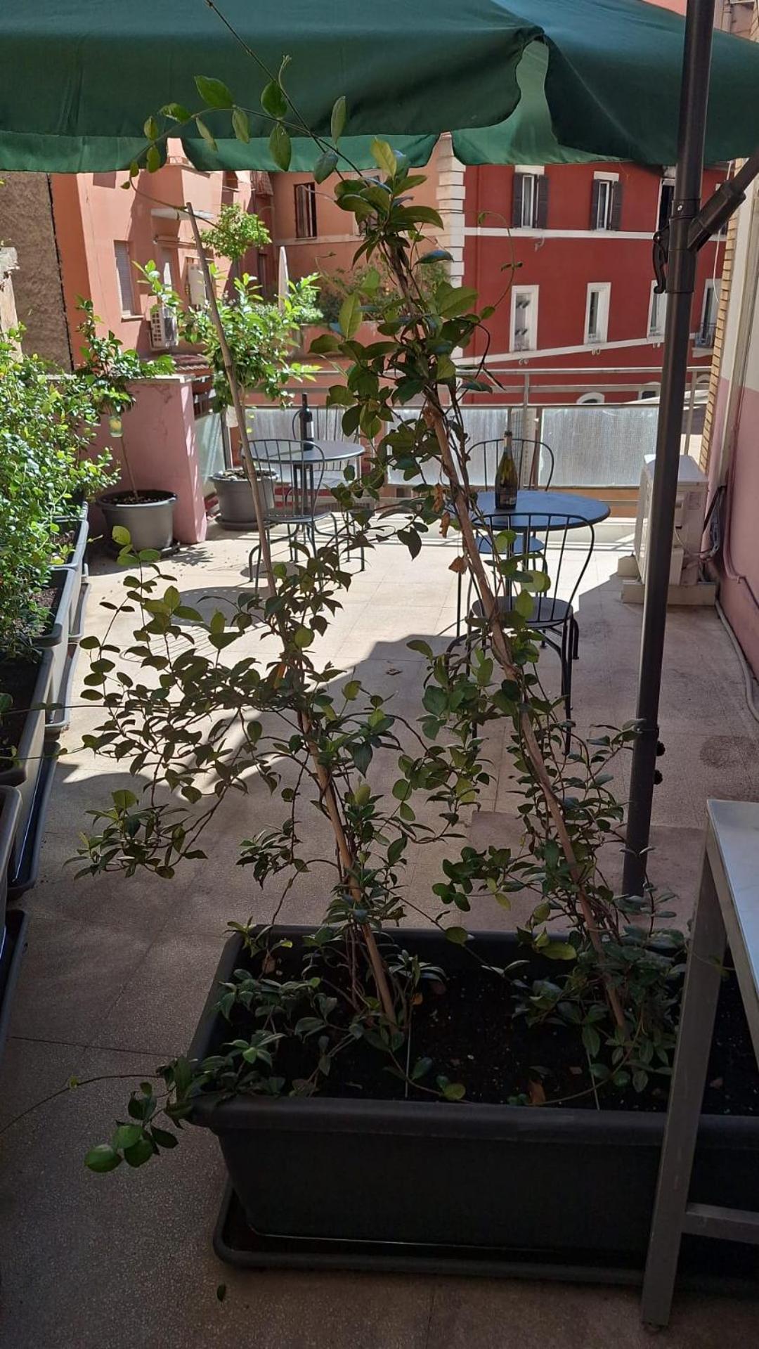 Aparthotel Nasoni Di Roma Exteriér fotografie
